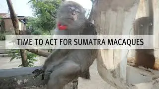 TIME TO ACT FOR SUMATRA MACAQUES