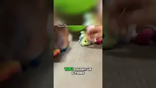 Ball Fights Monkey And The Gang!