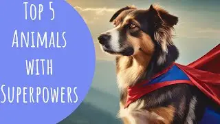 Top 5 Animals With Super Powers