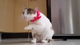 Cute cat