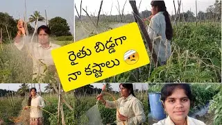 రైతు బిడ్డ గా నా కష్టాలు 🤕...  Spraying pesticides to tamota crop in winter season