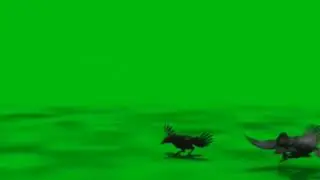crow green screen