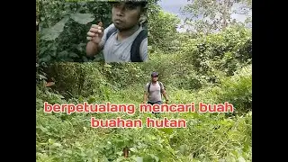 berburu buah hutan liar yg bisa di makan