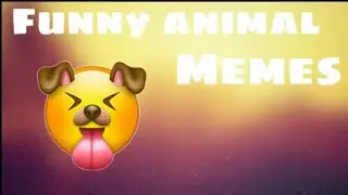 Funny animal memes