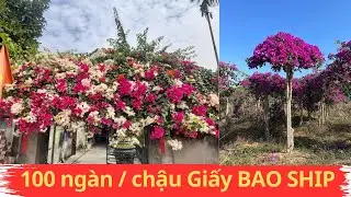 Trồng hoa giấy hoa quanh năm: Bướm tím- tắc kè- phớt hồng sakura- cam lửa - singapore trắng