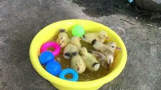 Cute baby duck new hatch and feeding swimming