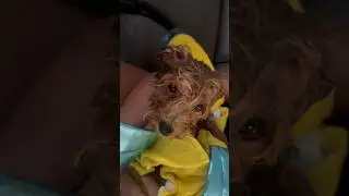 We gave our puppy a bath for the first time 😂🐶🫧 #funny #bathtime #thelitsquad #cute #puppy