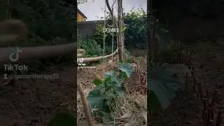 Vegetable Garden June Tour