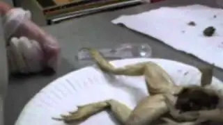 Frog Dissection Part 2