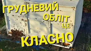 А рахувати бджіл будемо весною! 