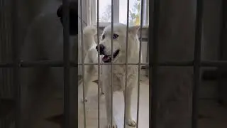 Приют в военном Донецке