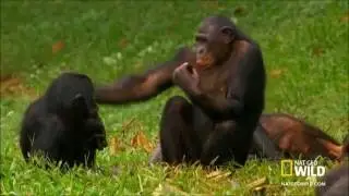 Monkey Business