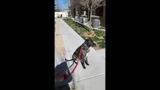 DoG HaNDLiNG RuLeS! GeT DoGs OuT oF THe WaY and OFF HoT SiDeWaLKS!