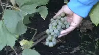 Виноград «Сеянец Злобина». Питомник Садоград