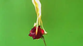 Red Rose On fire  / FREE DOWNLOAD / Green Screen