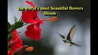 These Are The Most Beautiful Flowers In The World