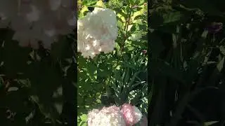Гортензии розовеют #гортензии #сад #gardenflowers #hydrangeas