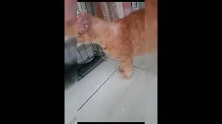 KUCINGKU TAK NIKAHIN MALAH MARAH NGOMEL