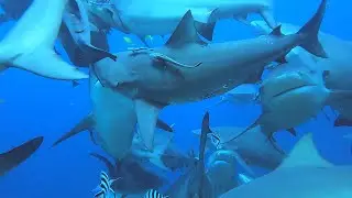 Beqa Adventure Shark Dive