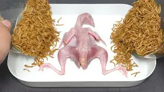 Mealworms Vs Quail, HOT Pepper, Pork Ribs - 5000 Worms