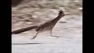Roadrunner