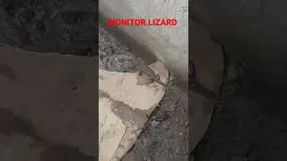 MONITOR LIZARD HOW TO LOOK IN REAL