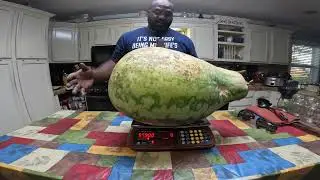 Unbelievable! We GREW another MONSTER MELONS in our backyard!