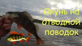 Окунь на отводной поводок. Открытие рыбалки весна 2021г