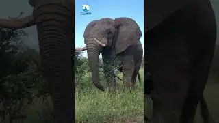 Elephant #wildlife #indianwildlife #animal #shorts #ytshorts #youtubeshorts #viral #ytshorts