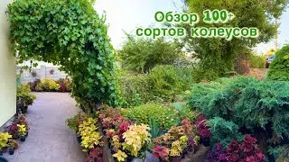 Сад колеусов, Обзор сортов с названиями, июль 2025