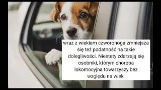 czy psy mogą mieć chorobę lokomocyjną? 🐕