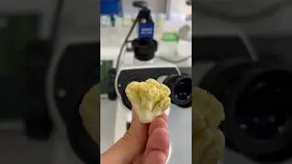 Находки в капусте 