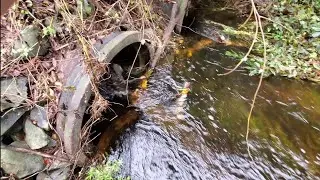 2 years later checking on cleared culverts. High water. With description.
