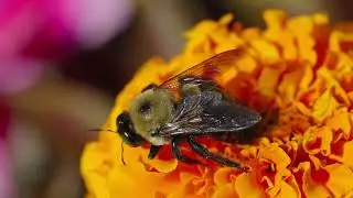 Carpenter bee in Rockport MA