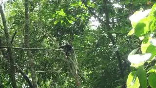 White faced monkeys in Costa Rica at Carara National Forest