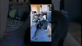смешные видео про животныйх