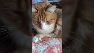 Тигруля опять подрался 