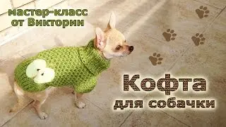 Кофта для собачки спицами.