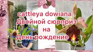 Орхидея cattleya dowiana . Двойной сюрприз на день рождение 😘😘😘💋💋