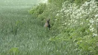 Svens buck