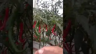 Harga Cabe Semakin Merosot !! Cek Harga Cabe Di Daerah Masing2