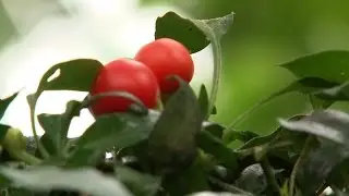 Инжир из Сибирских снегов
