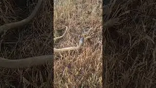 Жестокая схватка с черной мамбой