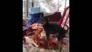 Perro mamandosela el mismo