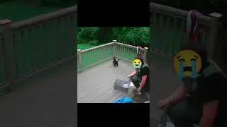 Black Panther 🐈‍⬛ Escapes Animal Control
