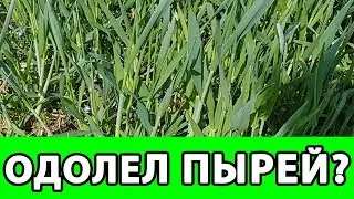 КАК БОРОТЬСЯ с ПЫРЕЕМ на ОГОРОДЕ