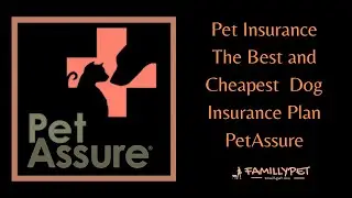 Dog Insurance | The Best Health Insurance for Your Dog