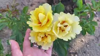 ROSE BLOOMING 2021, JULY🤩🤩🤩. ROSE MERMAID 🧜‍♀️🤣🤣🤣😎👍