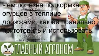 Чем полезна подкормка огурцов в теплице дрожжами, как её правильно приготовить и использовать