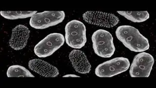 Plasmids | Genetics | Biology